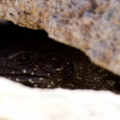 Egernia cunninghami (Cunningham's Skink) at Namadgi National Park - 27 Dec 2022 by KorinneM