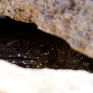 Egernia cunninghami at Rendezvous Creek, ACT - 27 Dec 2022 04:38 PM