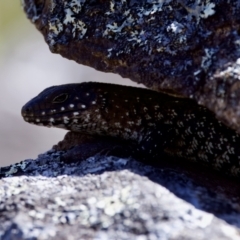 Egernia cunninghami at Rendezvous Creek, ACT - 27 Dec 2022