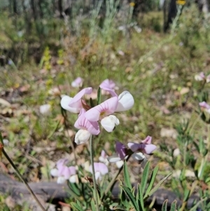 Lotus australis at Jerangle, NSW - 28 Dec 2022