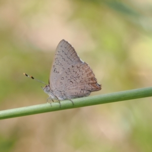 Paralucia pyrodiscus at Theodore, ACT - 28 Dec 2022