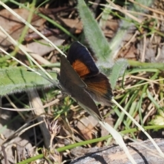 Paralucia pyrodiscus at Theodore, ACT - 28 Dec 2022