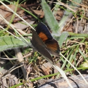 Paralucia pyrodiscus at Theodore, ACT - 28 Dec 2022