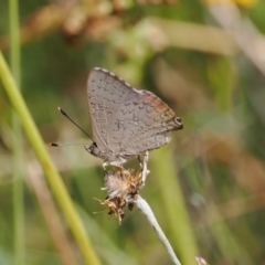 Paralucia pyrodiscus at Theodore, ACT - 28 Dec 2022