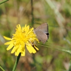 Paralucia pyrodiscus at Theodore, ACT - 28 Dec 2022