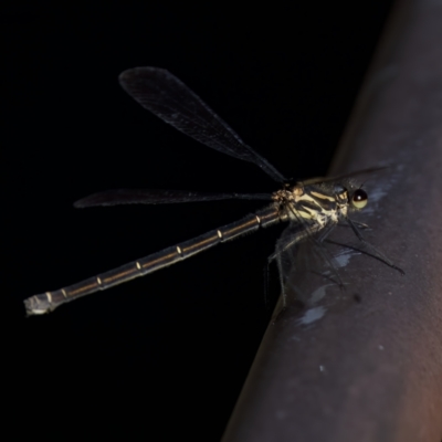 Austroargiolestes icteromelas (Common Flatwing) at Rendezvous Creek, ACT - 27 Dec 2022 by KorinneM