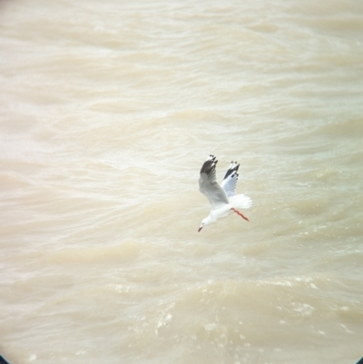 Chroicocephalus novaehollandiae (Silver Gull) at Menindee, NSW - 28 Dec 2022 by Darcy