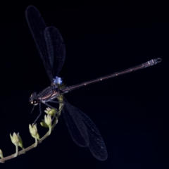 Austroargiolestes calcaris (Powdered Flatwing) at Rendezvous Creek, ACT - 27 Dec 2022 by KorinneM