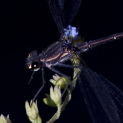 Austroargiolestes calcaris at Rendezvous Creek, ACT - 27 Dec 2022 06:31 PM