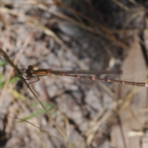 Austrolestes analis at Theodore, ACT - 28 Dec 2022 10:58 AM