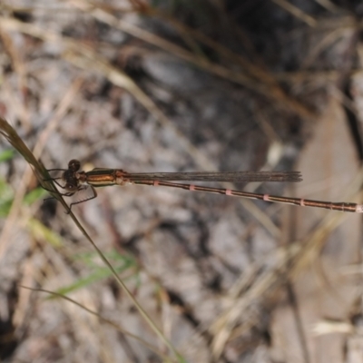 Austrolestes analis (Slender Ringtail) at Tuggeranong Hill - 27 Dec 2022 by RAllen