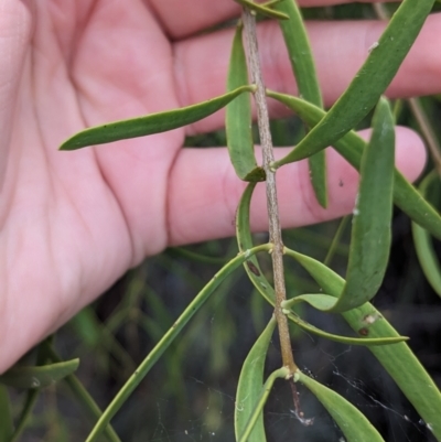 Lysiana exocarpi subsp. exocarpi (Harlequin Mistletoe) at Sunset Strip, NSW - 28 Dec 2022 by Darcy