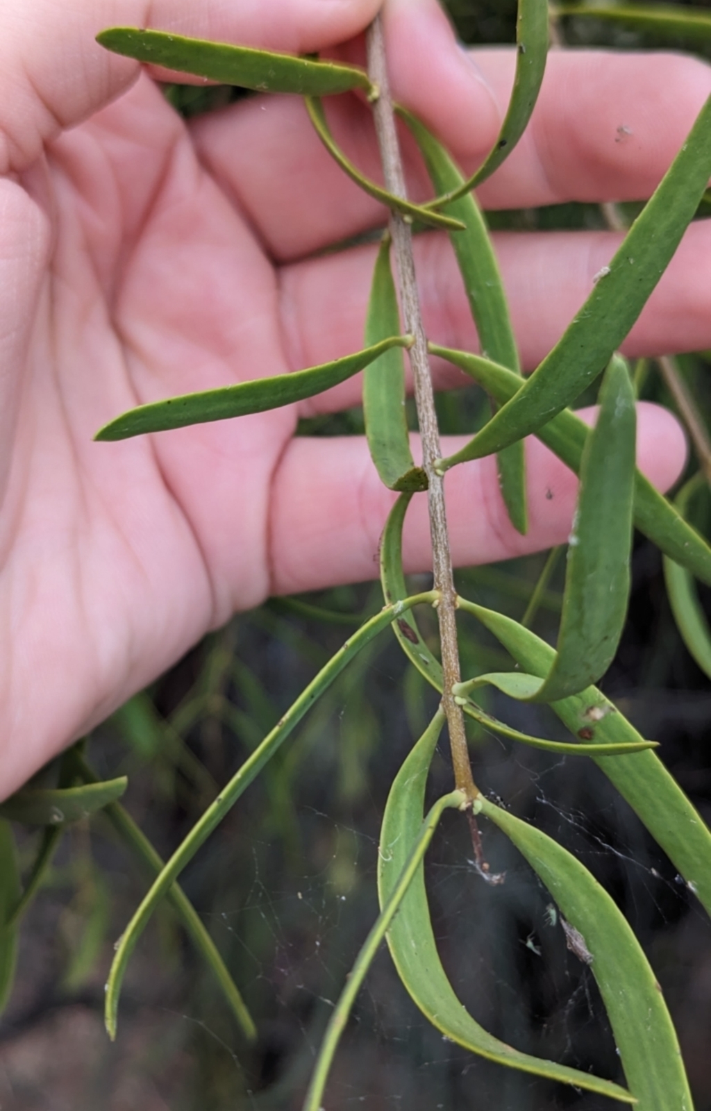 Lysiana exocarpi subsp. exocarpi at Sunset Strip, NSW - 28 Dec 2022