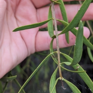 Lysiana exocarpi subsp. exocarpi at Sunset Strip, NSW - 28 Dec 2022