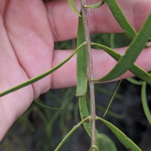 Lysiana exocarpi subsp. exocarpi at Sunset Strip, NSW - 28 Dec 2022