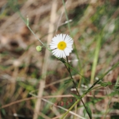 Erigeron karvinskianus (Seaside Daisy) at Theodore, ACT - 28 Dec 2022 by RAllen