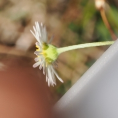 Erigeron karvinskianus at Theodore, ACT - 28 Dec 2022 11:04 AM