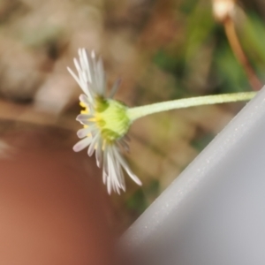 Erigeron karvinskianus at Theodore, ACT - 28 Dec 2022