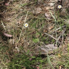 Erigeron karvinskianus at Theodore, ACT - 28 Dec 2022 11:04 AM