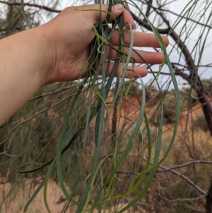Acacia stenophylla at Sunset Strip, NSW - 28 Dec 2022