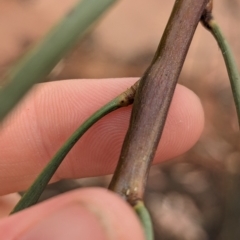 Acacia stenophylla at Sunset Strip, NSW - 28 Dec 2022