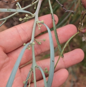 Acacia stenophylla at Sunset Strip, NSW - 28 Dec 2022