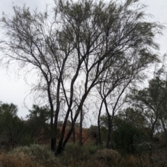 Acacia stenophylla at Sunset Strip, NSW - 28 Dec 2022 04:11 PM