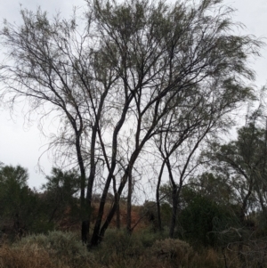 Acacia stenophylla at Sunset Strip, NSW - 28 Dec 2022