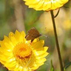 Acrodipsas myrmecophila (Small Ant-blue Butterfly) at Tuggeranong Hill - 28 Dec 2022 by RAllen