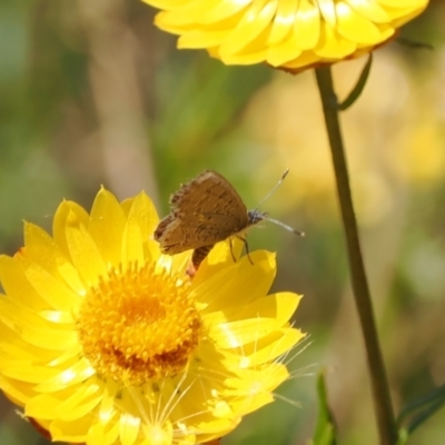 Acrodipsas myrmecophila (Small Ant-blue Butterfly) at Theodore, ACT - 28 Dec 2022 by RAllen