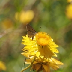 Acrodipsas myrmecophila at suppressed - suppressed