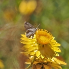 Acrodipsas myrmecophila at suppressed - 28 Dec 2022