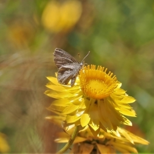 Acrodipsas myrmecophila at suppressed - suppressed