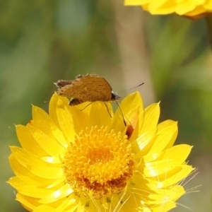 Acrodipsas myrmecophila at suppressed - 28 Dec 2022