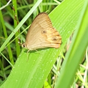 Hypocysta metirius at Nambucca Heads, NSW - 28 Dec 2022 03:05 PM