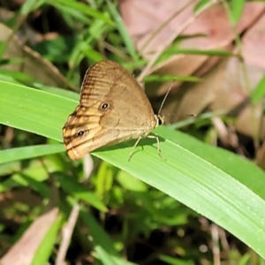 Hypocysta metirius at Nambucca Heads, NSW - 28 Dec 2022