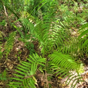 Christella dentata at Nambucca Heads, NSW - 28 Dec 2022