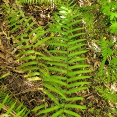 Christella dentata at Nambucca Heads, NSW - 28 Dec 2022