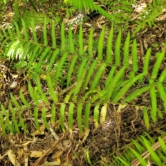 Christella dentata at Nambucca Heads, NSW - 28 Dec 2022