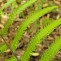 Christella dentata at Nambucca Heads, NSW - 28 Dec 2022