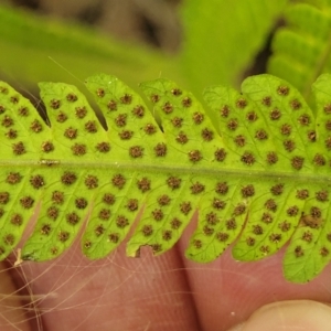 Christella dentata at Nambucca Heads, NSW - 28 Dec 2022