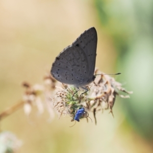 Erina hyacinthina at Theodore, ACT - 28 Dec 2022