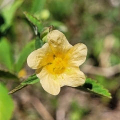 Paddy's Lucerne, Common Sida - Weeds Australia