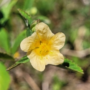 Sida rhombifolia at Nambucca Heads, NSW - 28 Dec 2022