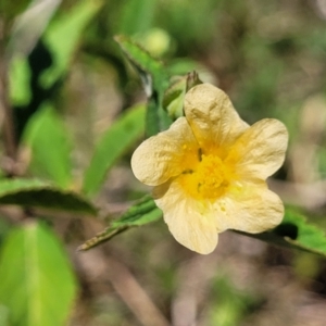 Sida rhombifolia at Nambucca Heads, NSW - 28 Dec 2022