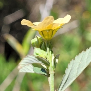 Sida rhombifolia at Nambucca Heads, NSW - 28 Dec 2022