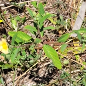 Sida rhombifolia at Nambucca Heads, NSW - 28 Dec 2022