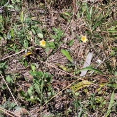 Sida rhombifolia at Nambucca Heads, NSW - 28 Dec 2022