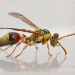 Unidentified Social or paper-nest wasp (Vespidae, Polistinae & Vespinae) at Wellington Point, QLD - 23 Dec 2022 by TimL