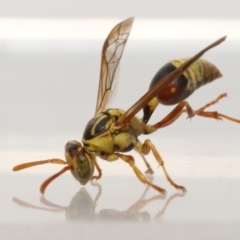 Ropalidia romandi at Wellington Point, QLD - suppressed